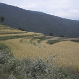 The rice is still being Harvested